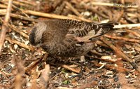 Black Rosy-Finch - Leucosticte atrata