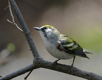 Chestnut-sided Warbler - Dendroica pensylvanica