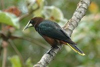 Chestnut-headed Oropendola - Psarocolius wagleri