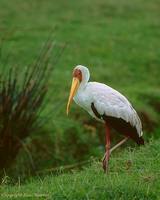 Yellow-billed Stork