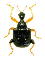 Phymatopoderus latipennis - 느릅나무혹거위벌레