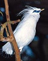 Bali Mynah