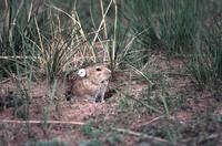 Daurian Pika (Ochotona dauurica)