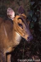 Giant Muntjac (Megamuntiacus vuquangensis)