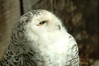 Snowy Owl (female)