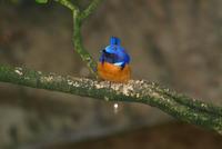 Rufous Bellied Niltava (male)