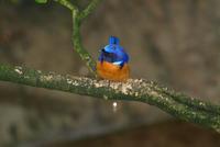 Rufous Bellied Niltava (male)