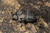 Dynastid rhinoceros beetle