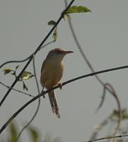 Red-winged Prinia | Prinia erythroptera