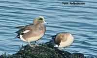 American Wigeon Anas americana