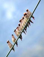 홍여새 Bombycilla japonica | Japanese waxwing