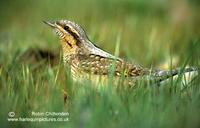 Wryneck Jynx torquilla adult 4 Suffolk May 1999 crs