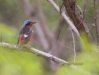 White-throated rock thrush C20D 03722.jpg