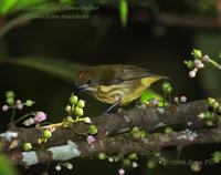 Yellow-breasted Flowerpecker