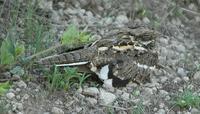 Nightjars p.206