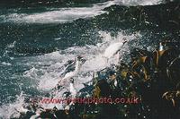 ...FT0126-00: A group of Rockhopper penguins come ashore in the surf onto Kelp beds. Sub Antarctic 