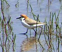 Red-capped Plover