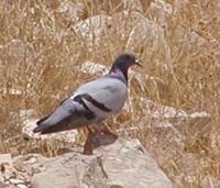 Rock Pigeon Columba livia