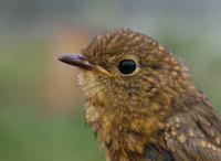 Robin (Erithacus rubecula), 1K