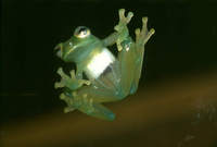 : Cochranella spinosa