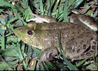 : Hoplobatrachus occipitalis; Crowned Bullfrog