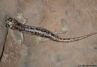 : Hydromantes supramontis; Supramonte Cave Salamander