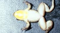 : Hyloxalus sordidatus