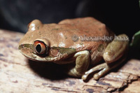 : Leptopelis natalensis; Natal Tree Frog