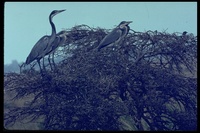 : Ardea melanocephala; Black-headed Heron