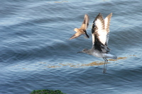 : Catoptrophorus semipalmatus; Willet