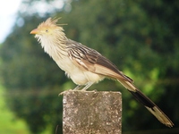 : Guira guira; Anu-branco, Guira Cuckoo