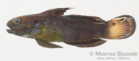 : Amblygobius phalaena