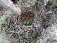 : Oreoscoptes montanus; Sage Thrasher