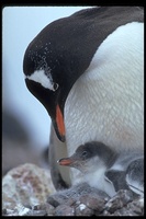 : Pygoscelis papua; Gentoo Penguin