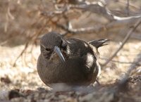 : Toxostoma redivivum; California Thrasher