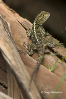 : Agama atricollis; Blue-headed Tree Agama