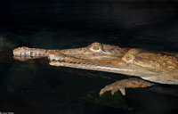 : Crocodylus johnstoni; Johnston's Crocodile