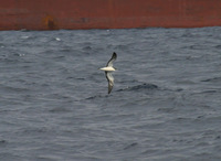 Streaked shearwater