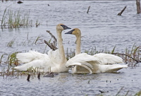 Trumpeter Swans at Seward. Photo by Dave Kutilek. All rights reserved.