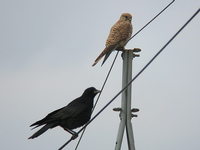 Falco tinnunculus Common Kestrel チョウゲンボウ