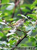 Phylloscopus yunnanensis Chinese Leaf Warbler 雲南柳鶯 098-087