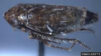 Deltocephalus pulicaris