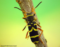 Clytus arietis arietis