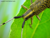 Agapanthia villosoviridescens - Golden-bloomed Grey Longhorn