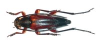 Pedostrangalia emmipoda