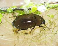 Hydrochara caraboides