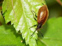 Lagria hirta