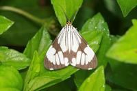 Nyctemera coleta