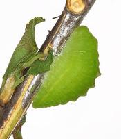 Satyrium pruni - Black Hairstreak