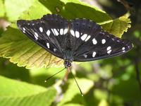 Limenitis reducta - Southern White Admiral